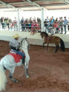 Espectáculo ecuestre